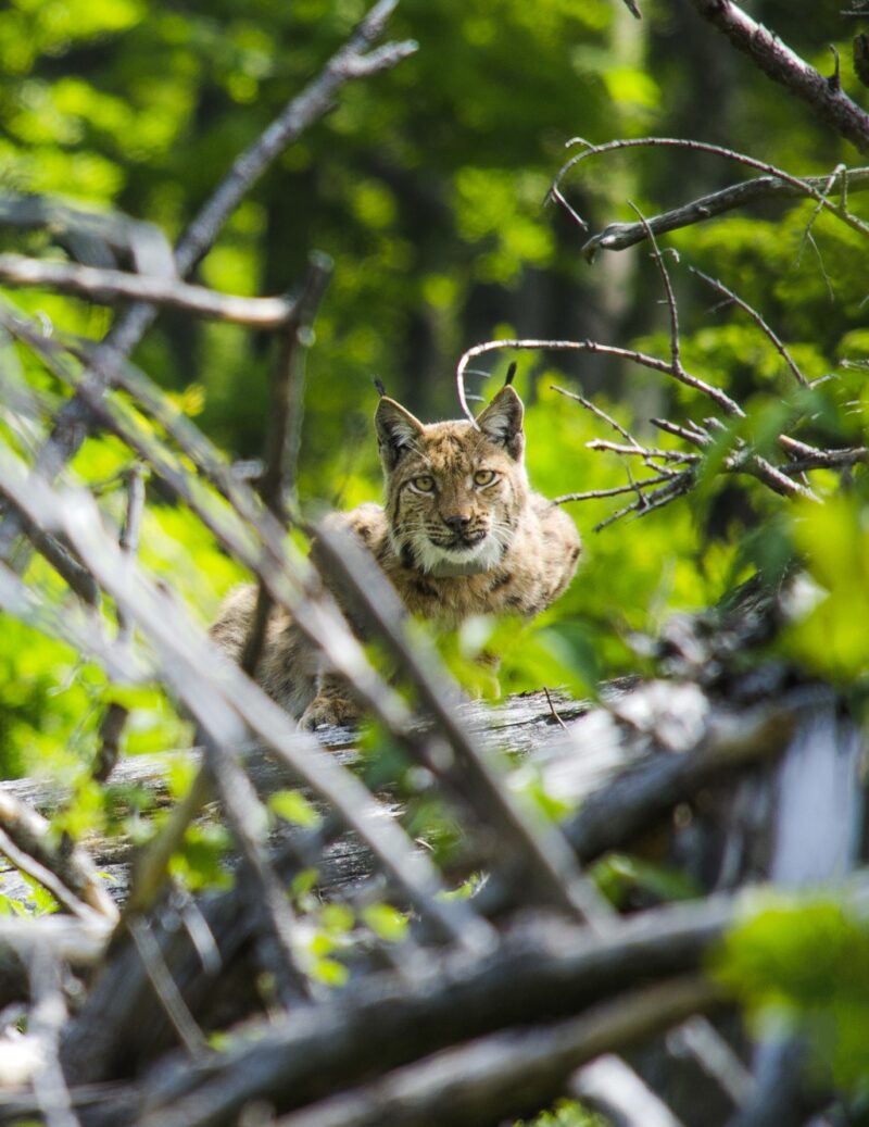 Luchs liegt im Wald