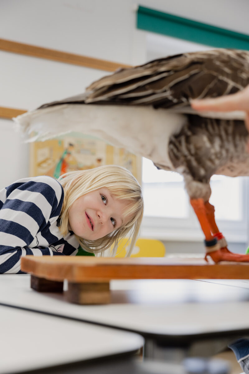 Ein blondes Mädchen betrachtet ein Vogelpräparat