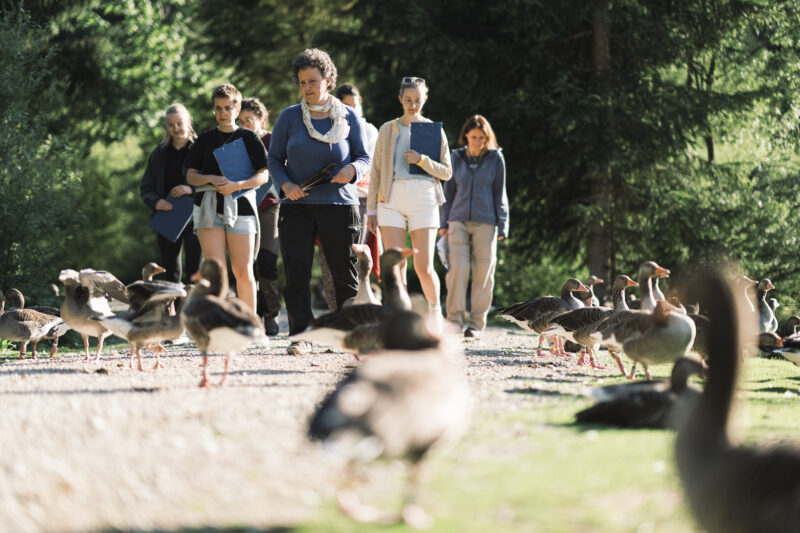Eine Gruppe von Schüleinnen und Studentinnen gehen auf einem Kiesweg. Vor ihnen befindet sicht eine größere Anzahl von Enten.