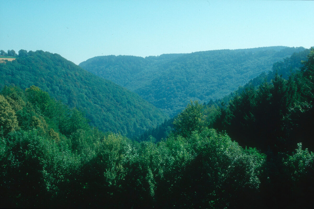 Blick von oben über das dicht bewaldete Aschachtal