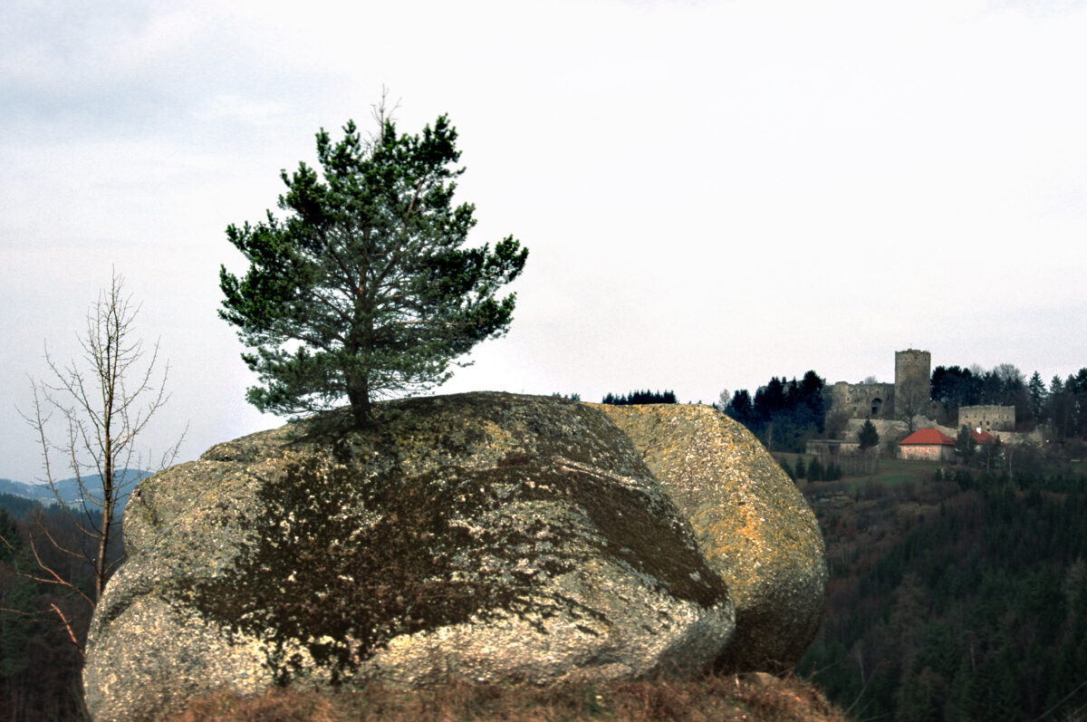 Im Vordergrund Granitmonolith, aus dem ein Baum wächst, weit im Hintergrund ganz klein ist die Ruine Prandegg zu sehen.