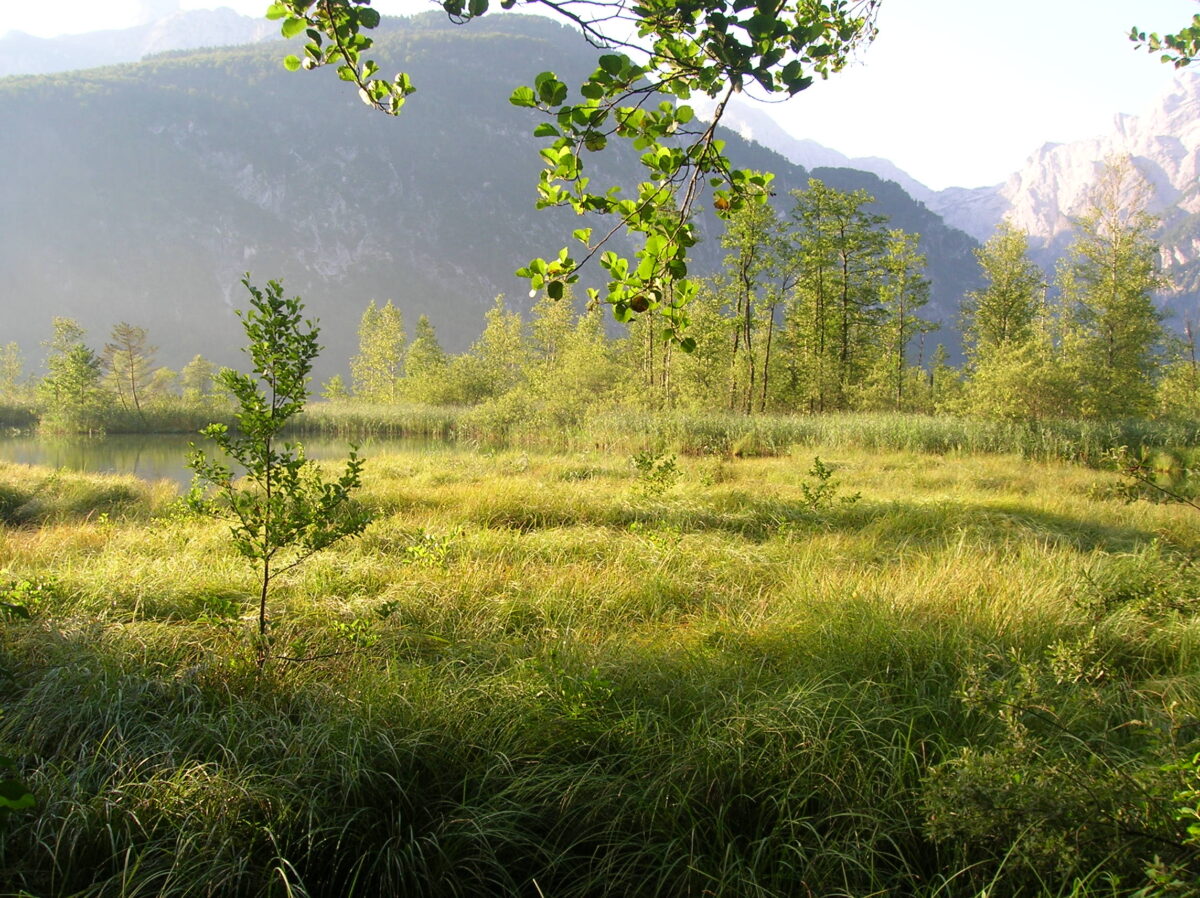 Westufer des Almsees mit grüner Wiese und Bäumen, im Hintergrund sieht man einen Berg.