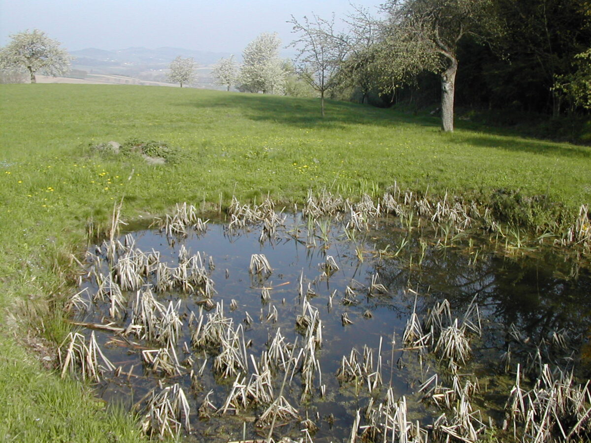 Alter Löschteich inmitten einer grünen Wiese im Naturpark Obst-Hügel Land