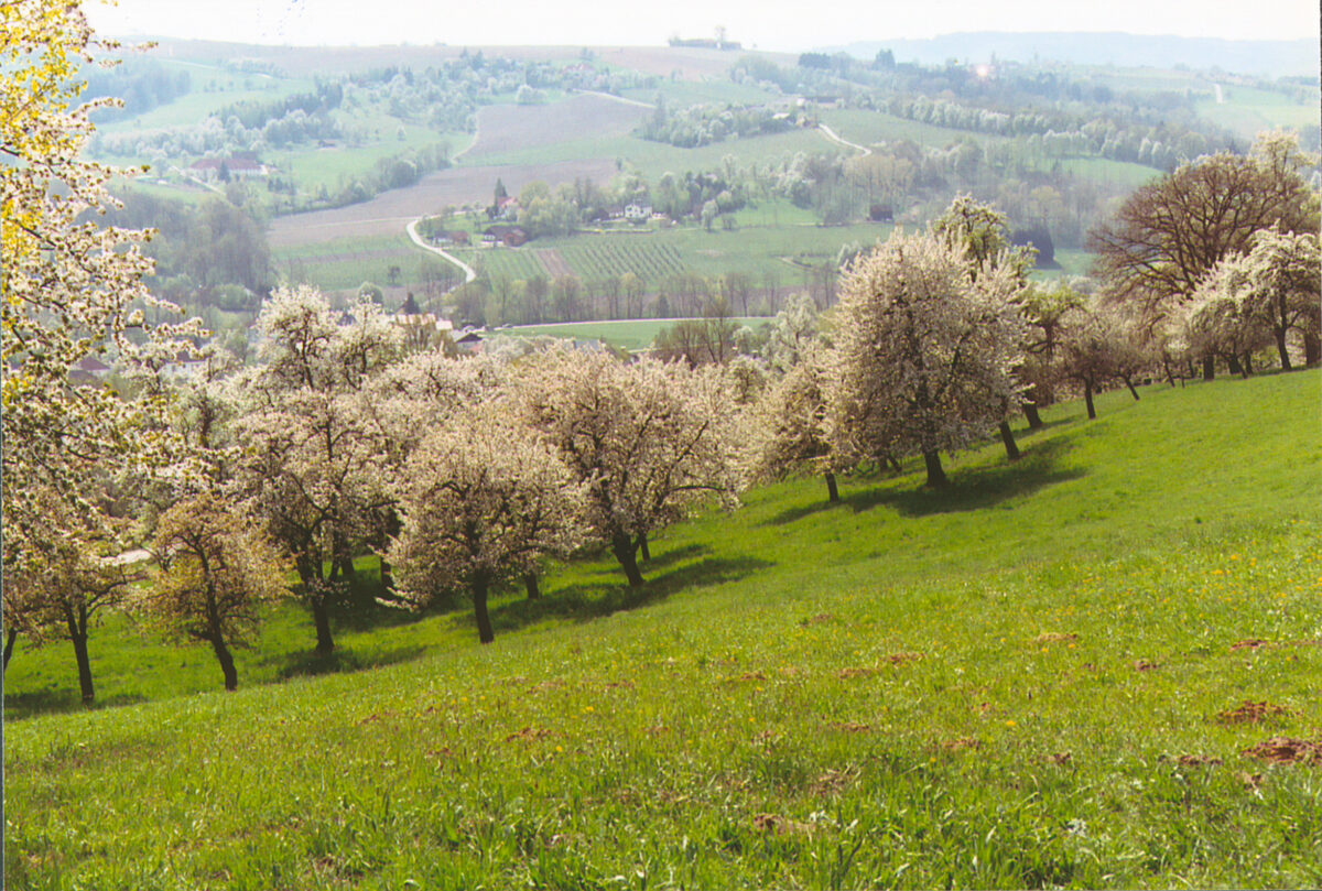 Blick über die Landschaft des Naturparks Obst-Hügel Land mit zahlreichen blühenden Obstbäumen