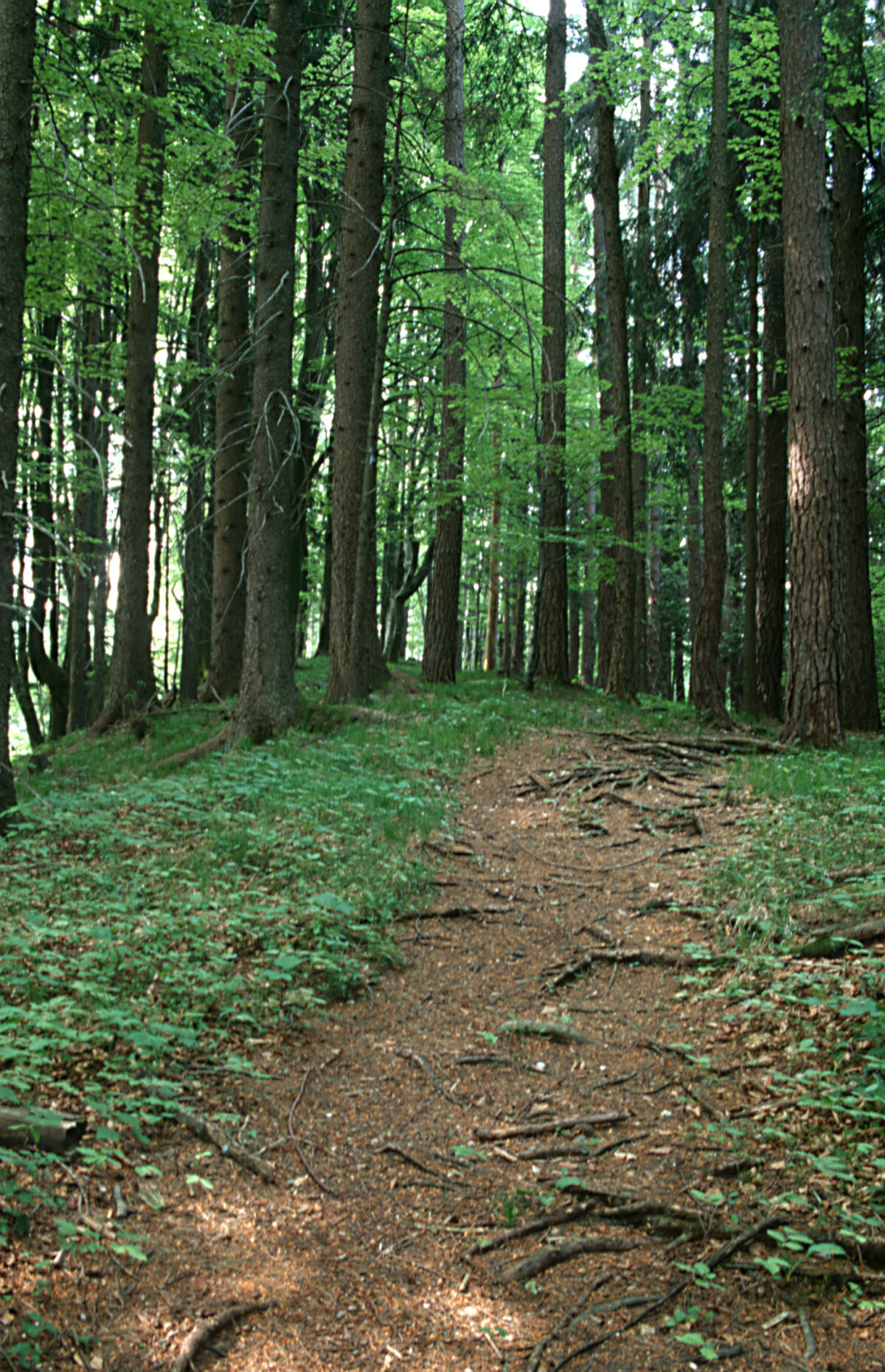 Forstweg durch einen lichten Wald am Kreuzberg