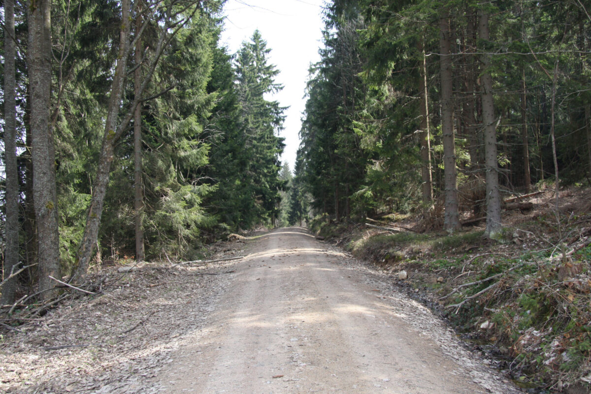 Befestigte Forststraße im Böhmerwald