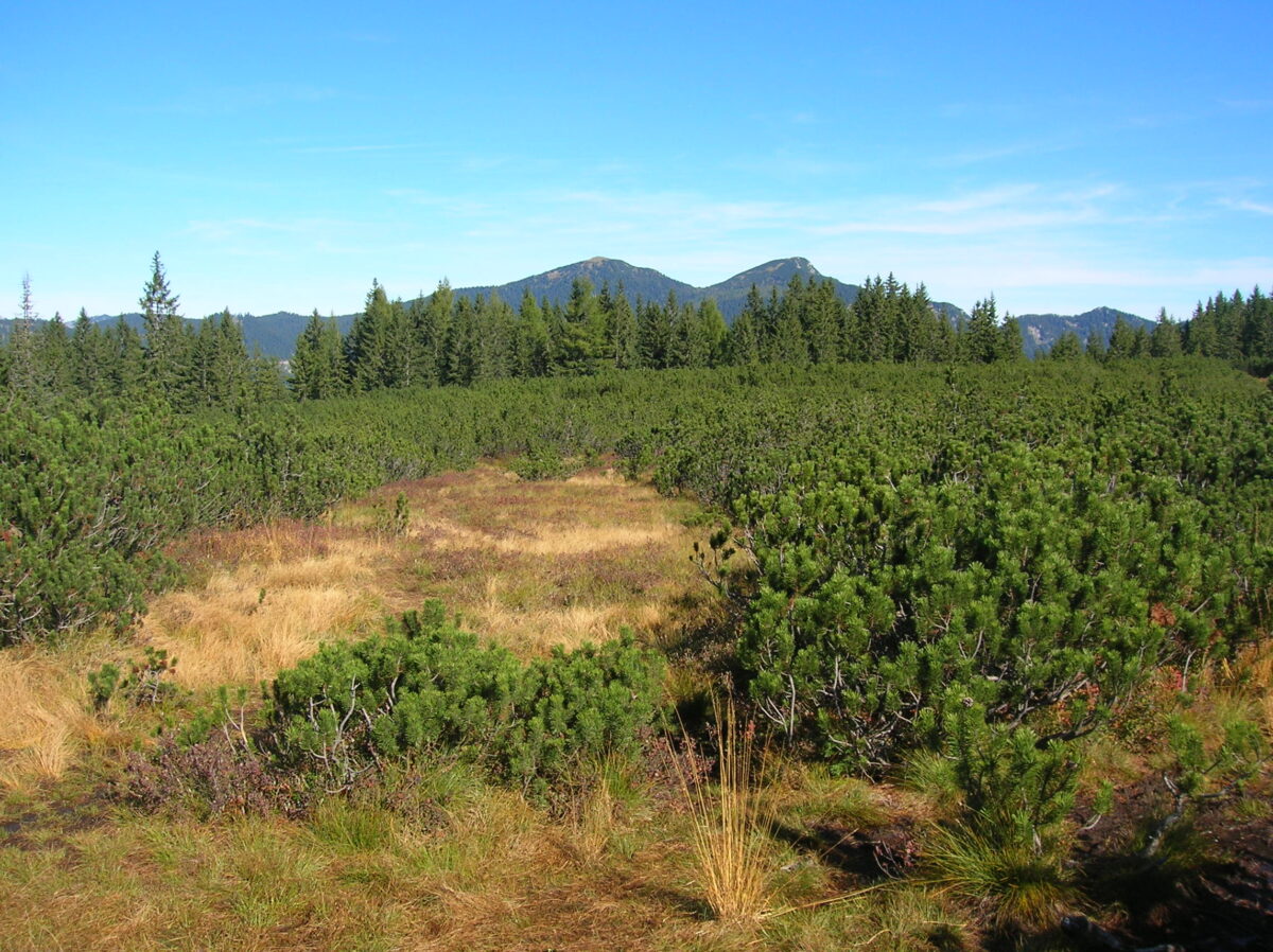 Blick auf das Deckenmoor des Großen Löckermoos