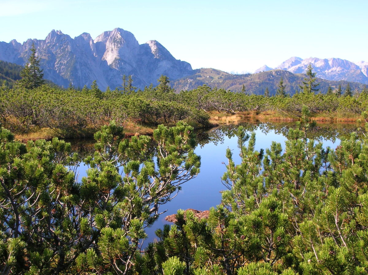 Blick auf den Löckersee durch Büsche im Vordergrund, im Hintergrund Berge