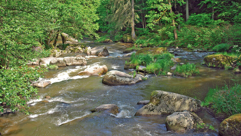 Waldaist bei Naarn