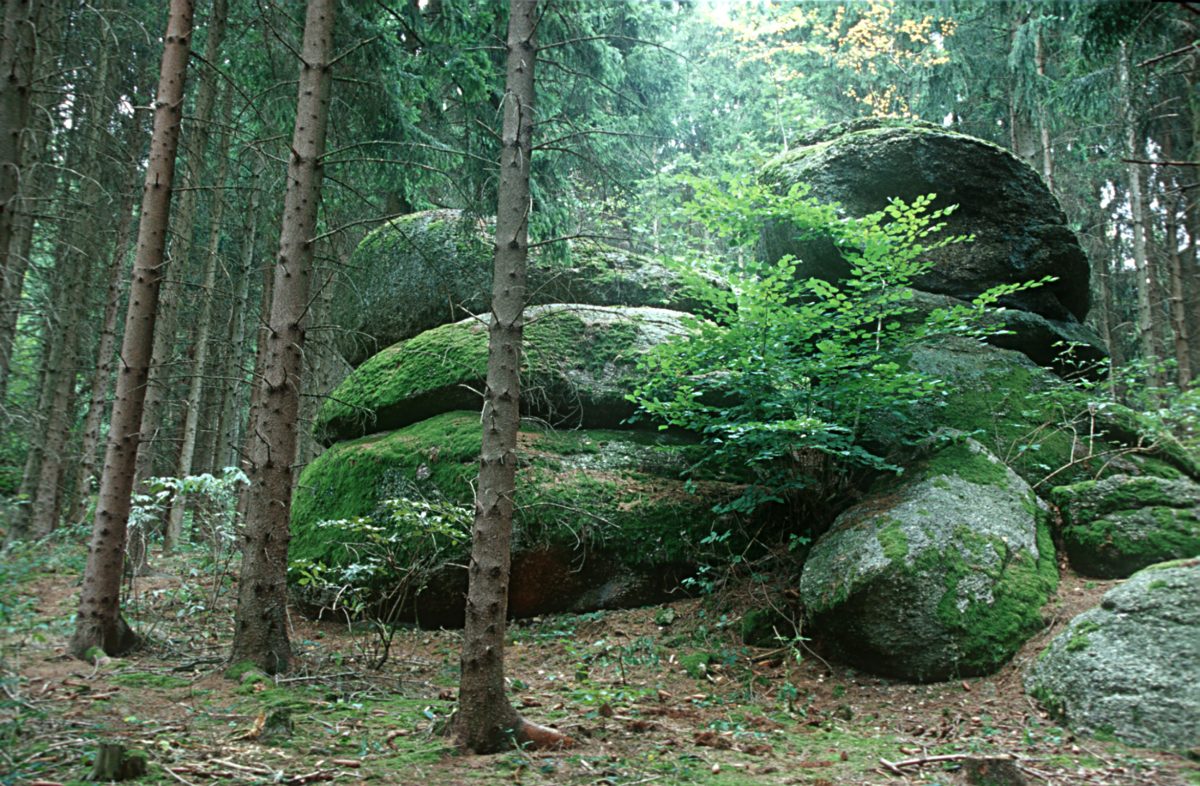 Große Granitblöcke, mit Moos bewachsen, inmitten eines Waldes im Naturpark Mühlviertel